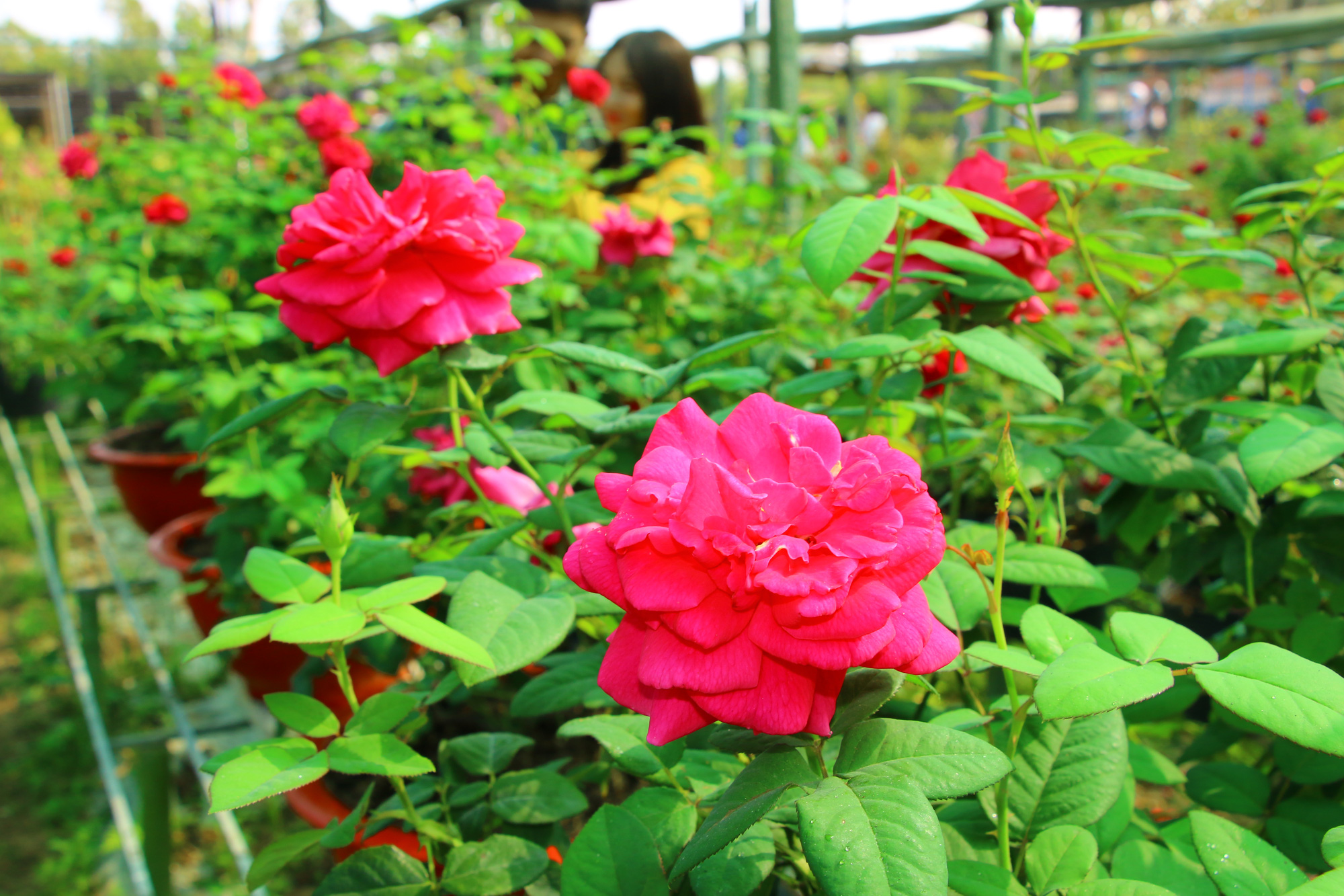 Vườn hoa hồng Pháp là một điểm đến tuyệt vời cho những ai yêu thích hoa hồng. Với đầy đủ các loại hồng từ những màu sắc thường nhật đến những màu sắc hiếm có, bạn sẽ có được trải nghiệm tuyệt vời khi thăm quan khu vườn hoa này. Đừng bỏ lỡ một cơ hội để chiêm ngưỡng những bông hoa hồng đẹp nhất tại Pháp.