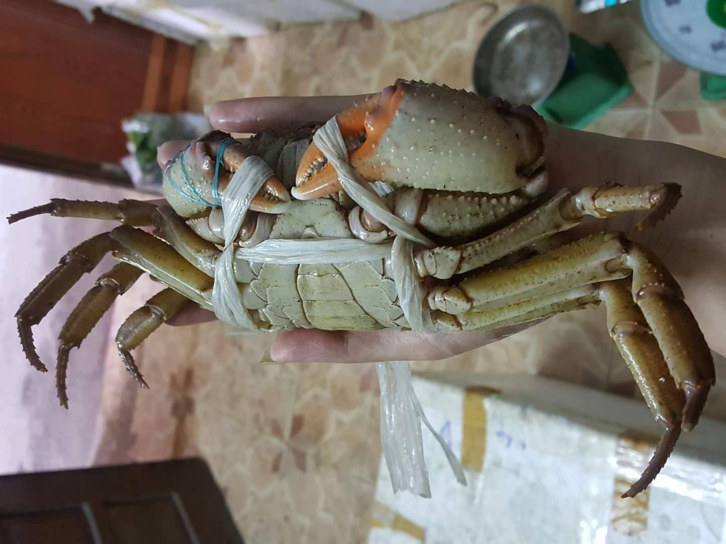 Cua núi đá ăn lá rừng: Đặc sản Hà Giang, ngon hơn cua biển - Ảnh 5.