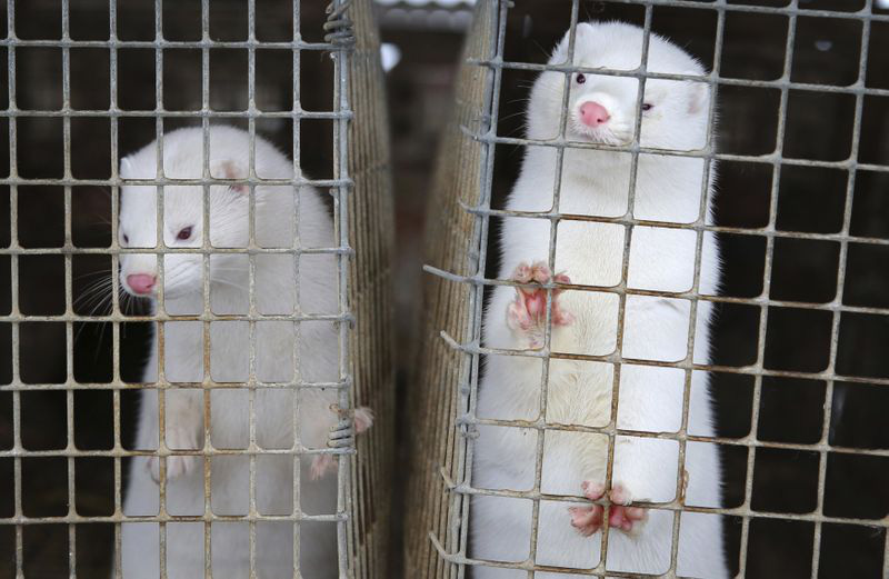 Scary scene: weasels emerging from the common grave - Photo 4.