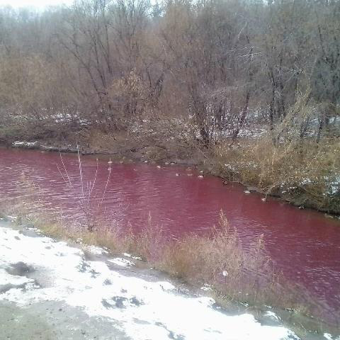 Rùng mình cảnh sông ở Nga đỏ dị thường, động vật không dám xuống - Ảnh 2.