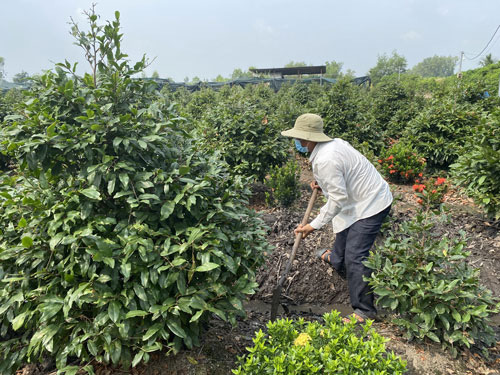 nhà vườn trồng mai