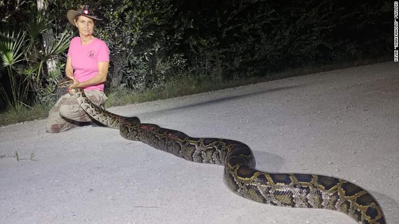 The state of Florida kills the python ... by putting it on the table - Photo 1.