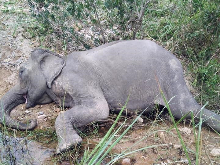 The last elephant in the North Central Highlands has died - Photo 1.