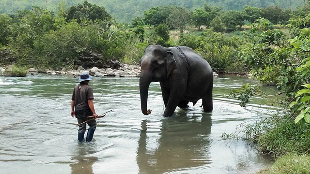 Voi Bắc Tây Nguyên là một trong những biểu tượng của đất nước Việt Nam. Mời bạn xem hình ảnh này để khám phá vẻ đẹp của những chú voi hoang dã ở miền Tây Bắc.
