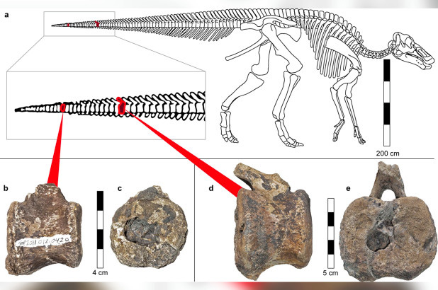 Sốc: khủng long 66 triệu tuổi sở hữu thứ tưởng chỉ có ở con người - Ảnh 1.