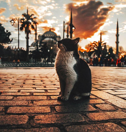 Thành phố của mèo đang chờ bạn khám phá! Tận hưởng cảm giác yên bình và đáng yêu khi đi dạo trong phố phường với những chú mèo đáng yêu.