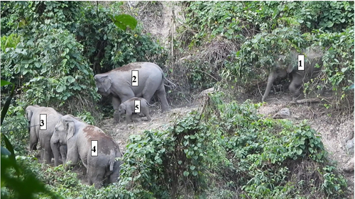 Lần đầu phát hiện đàn voi có cả voi con ở Quảng Nam - Ảnh 1.