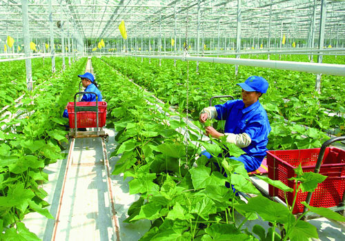 Những chính sách lao động nông nghiệp của Đài Loan cần lưu ý - Ảnh 1.
