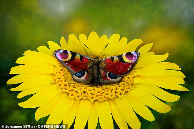 Biến người mẫu thành bướm: Đón xem những bức ảnh tuyệt đẹp với chủ đề \