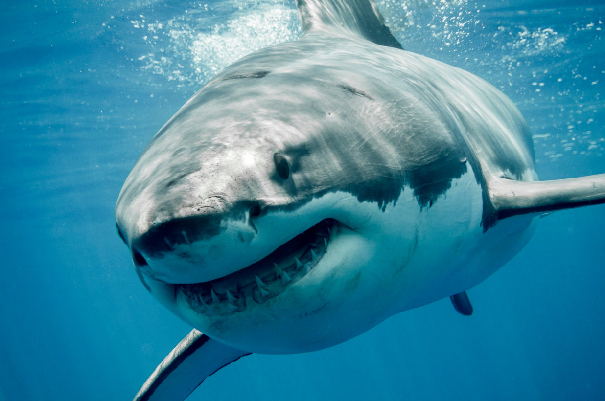 Bộ sưu tập hình ảnh con cá mập Full 4K với hơn 999+ tấm hình độc đáo