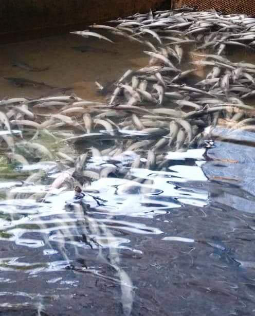 Hơn 5 tấn cá tầm thịt và 4 ngàn cá giống chết nghi bị đổ thuốc sâu đầu độc - Ảnh 5.