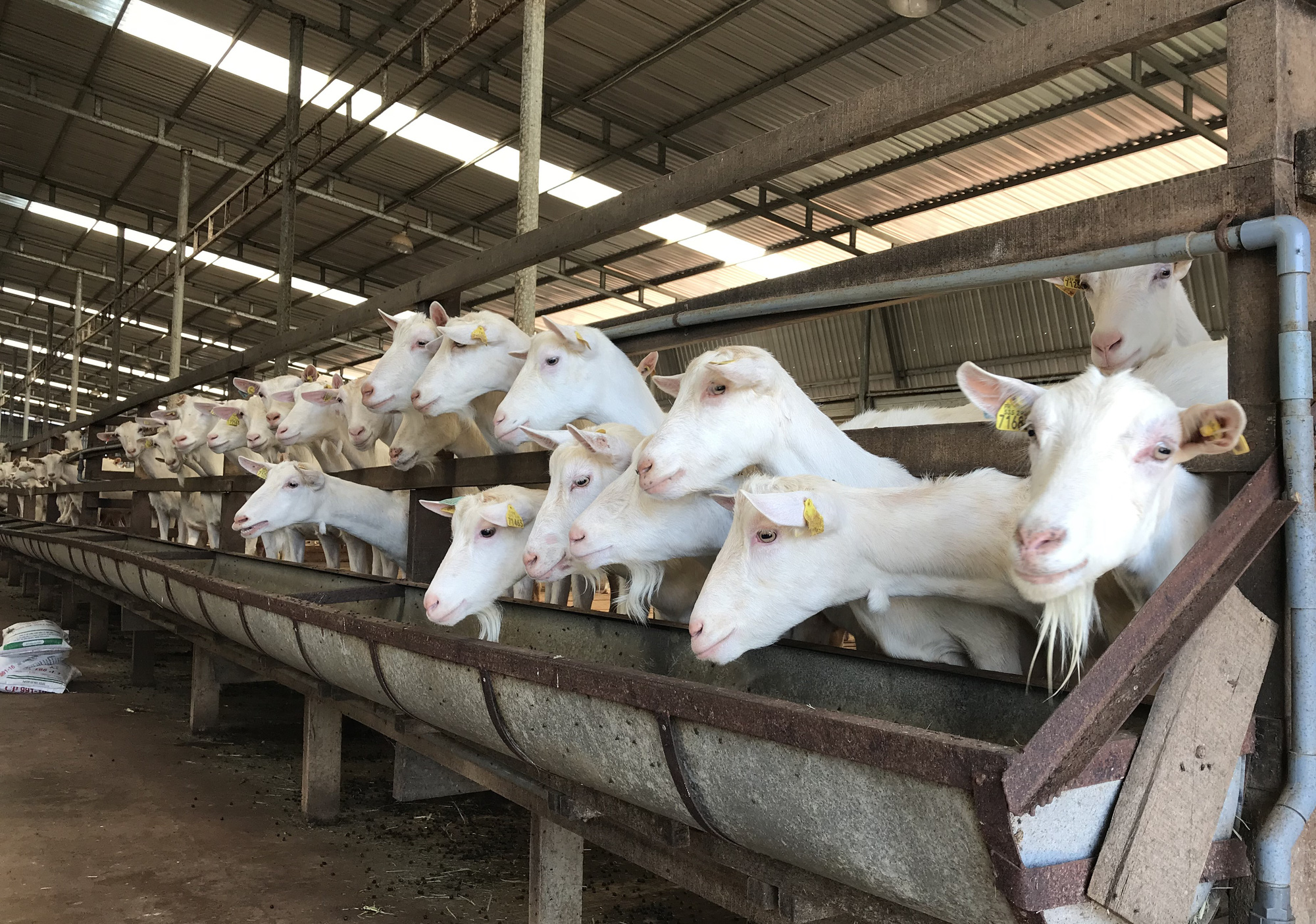 Chăn nuôi dê cừu quy mô trang trại  Trại Dê Giống Ninh Thuận