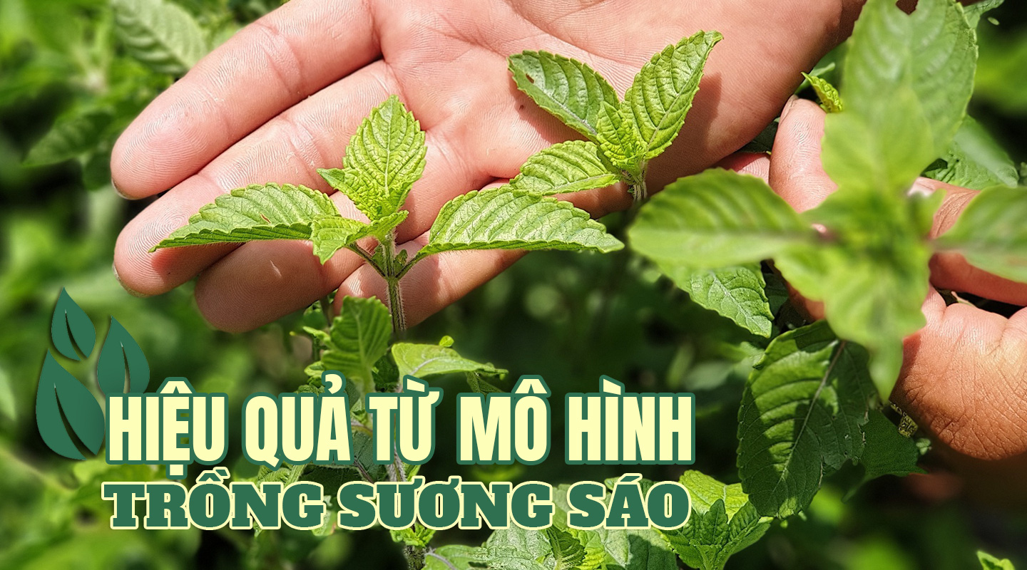 Thương hiệu S A O L A  Tinh dầu thiên nhiên Làng Hạ  Thảo mỹ phẩm SAO LA