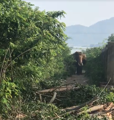 Voi nhà ở Đắk Lắk húc chết người: Nạn nhân đã chăm sóc voi 4 năm - Ảnh 2.