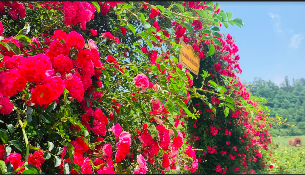 Ngắm thung lũng hoa hồng tuyệt đẹp nhận kỷ lục lớn nhất Việt Nam - Ảnh 8.