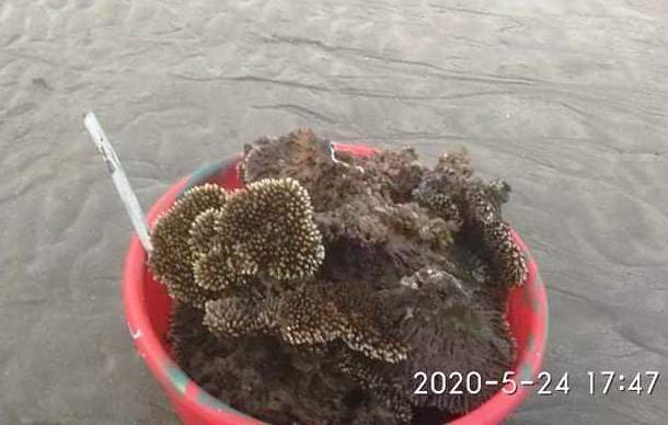 Lên án hành vi hủy hoại san hô vịnh Nha Trang - Ảnh 2. Lên án hành vi hủy hoại san hô vịnh Nha Trang - Ảnh 2.