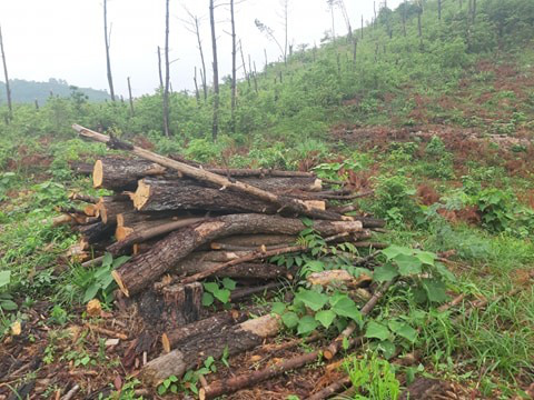 Clip, ảnh cận cảnh hơn 4 ha rừng phòng hộ bị chặt phá tan hoang cách UBND xã 1 km - Ảnh 7.