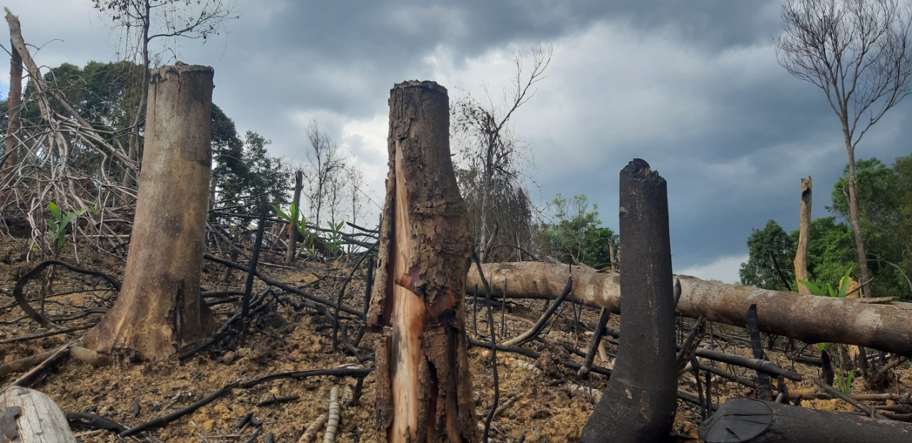 Khởi tố vụ phá rừng đầu nguồn thủy điện - Báo Người lao động