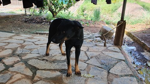 Hai con báo đen xuất hiện gần khu dân cư ở Đồng Nai có thể chỉ là… chó lai! - Ảnh 3.