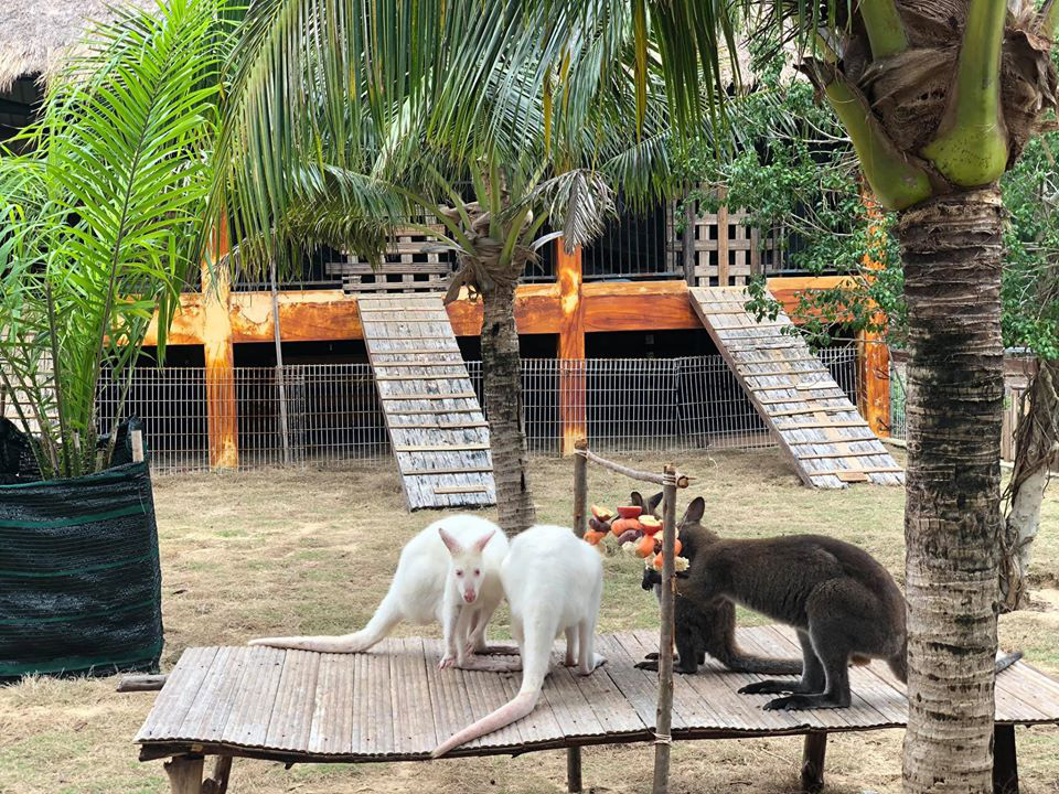 Ghé FLC Zoo Safari xem hổ săn mồi, chơi cùng voi và chuột túi Wallaby - Ảnh 3.