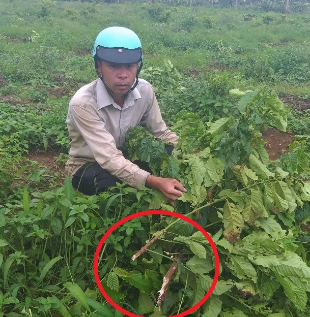 Vườn cà phê 9 lần bị kẻ xấu chặt hạ, chủ nhân khóc nghẹn - Ảnh 4. Vườn cà phê 9 lần bị kẻ xấu chặt hạ, chủ nhân khóc nghẹn - Ảnh 4.