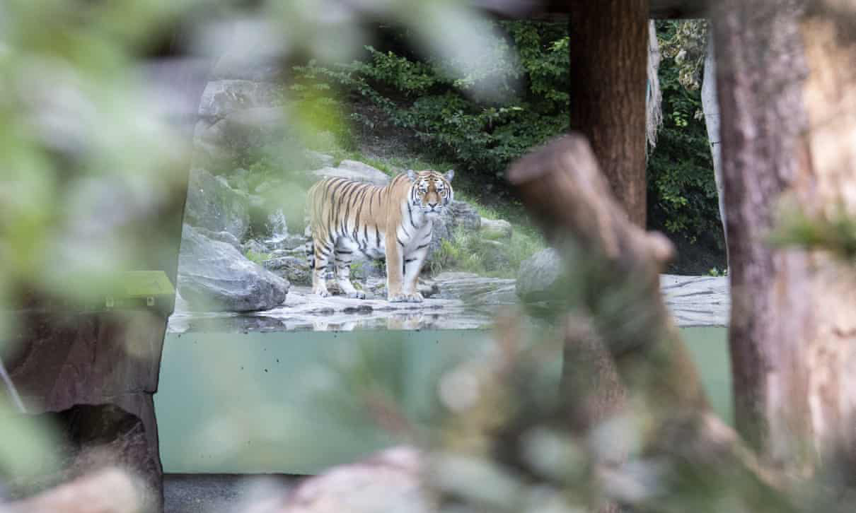 Sở thú chứa đầy những bí mật thú vị, với ánh mắt sắc bén của con hổ mang lại cảm giác hồi hộp và kích thích. Xem hình ảnh hổ giết chết rất thú vị tại đây.