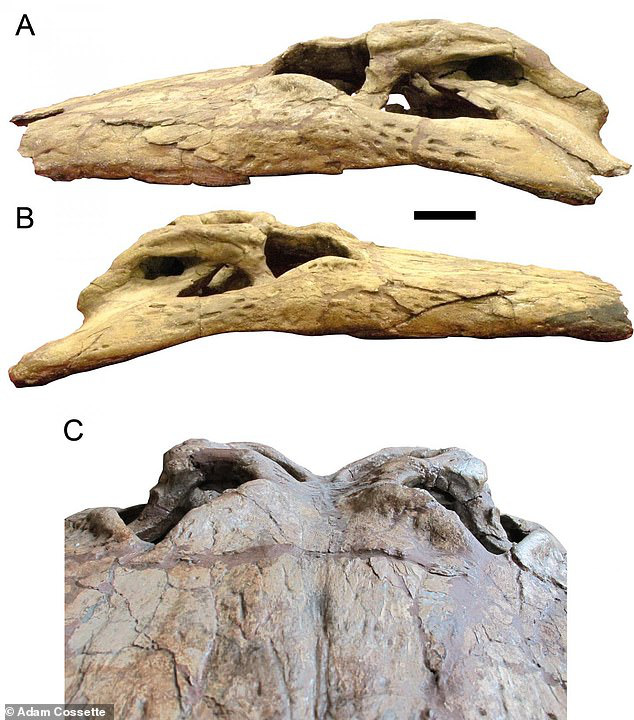 Shocked by monsters eating dinosaurs, teeth with bananas, descendants still alive - Photo 2.