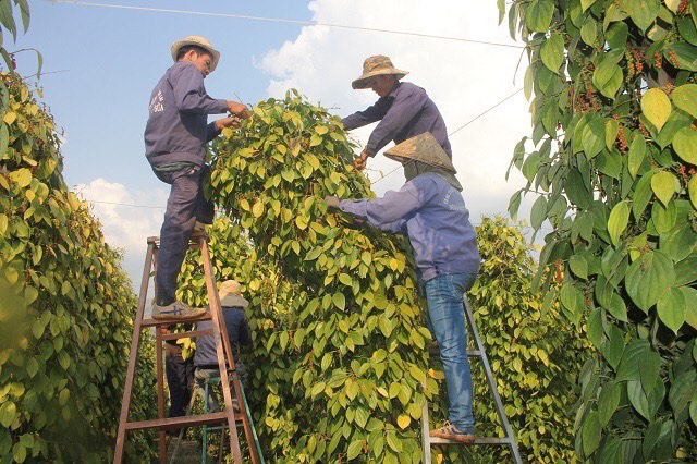 Gian nan giải cứu lô hồ tiêu hơn 3 triệu USD - Ảnh 1. Gian nan giải cứu lô hồ tiêu hơn 3 triệu USD - Ảnh 1.