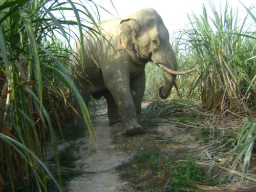 Một cá thể voi rừng đẻ con thành công tại Đồng Nai - Ảnh 1.