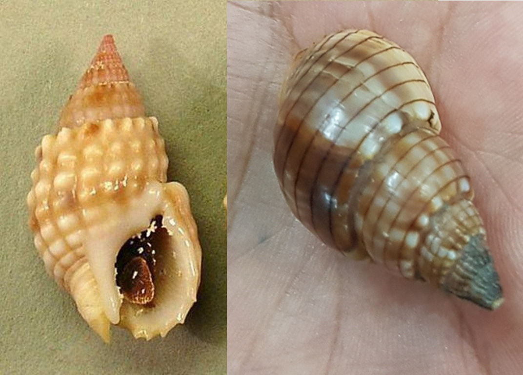 Khanh Hoa: Identification of strange snails that cause poisoning, causing 3 casualties - Photo 2.