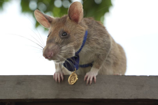 Một con chuột được Anh trao huy chương dũng cảm vì dò mìn giỏi ở Campuchia - Ảnh 1.