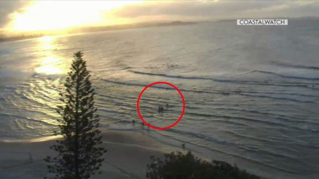 Bitten by a shark, 6 people rushed to save him - Photo 1.