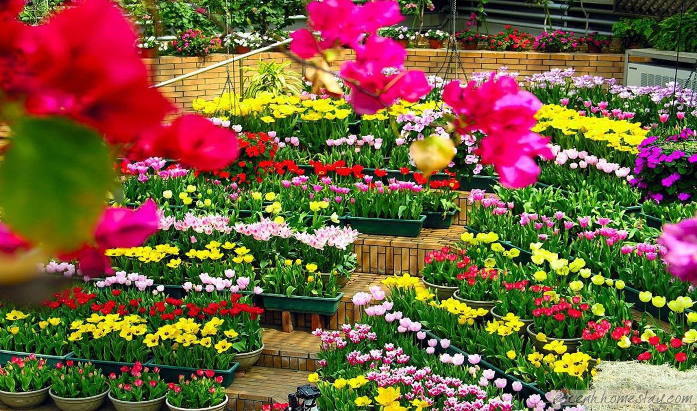 Có gì đặc sắc ở lễ hội hoa kỷ lục hơn 120 triệu Euro tại Quảng Bình? - Ảnh 2. Có gì đặc sắc ở lễ hội hoa kỷ lục hơn 120 triệu Euro tại Quảng Bình? - Ảnh 2.