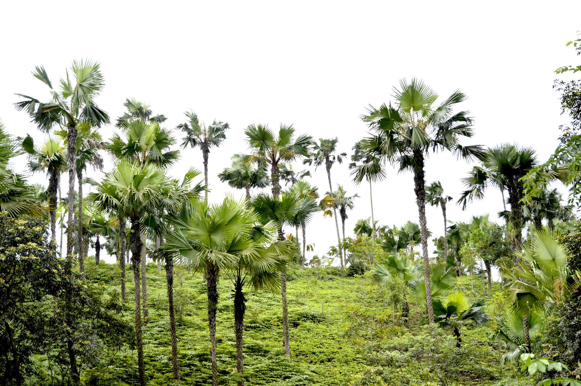 Tán lá cọ: Đến với bức ảnh này, bạn sẽ được khám phá vẻ đẹp của cây cọ Việt Nam cùng những tán lá xanh ngát. Không chỉ là một loại thực vật, cây cọ còn mang một giá trị văn hóa lớn đối với người dân ở đây. Hãy tìm hiểu thêm về nó qua bức ảnh tuyệt đẹp này.