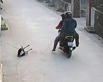 CLIP: Người dân bất lực nhìn 2 thanh niên đi xe máy “cướp chó” giữa ban ngày - Ảnh 2.