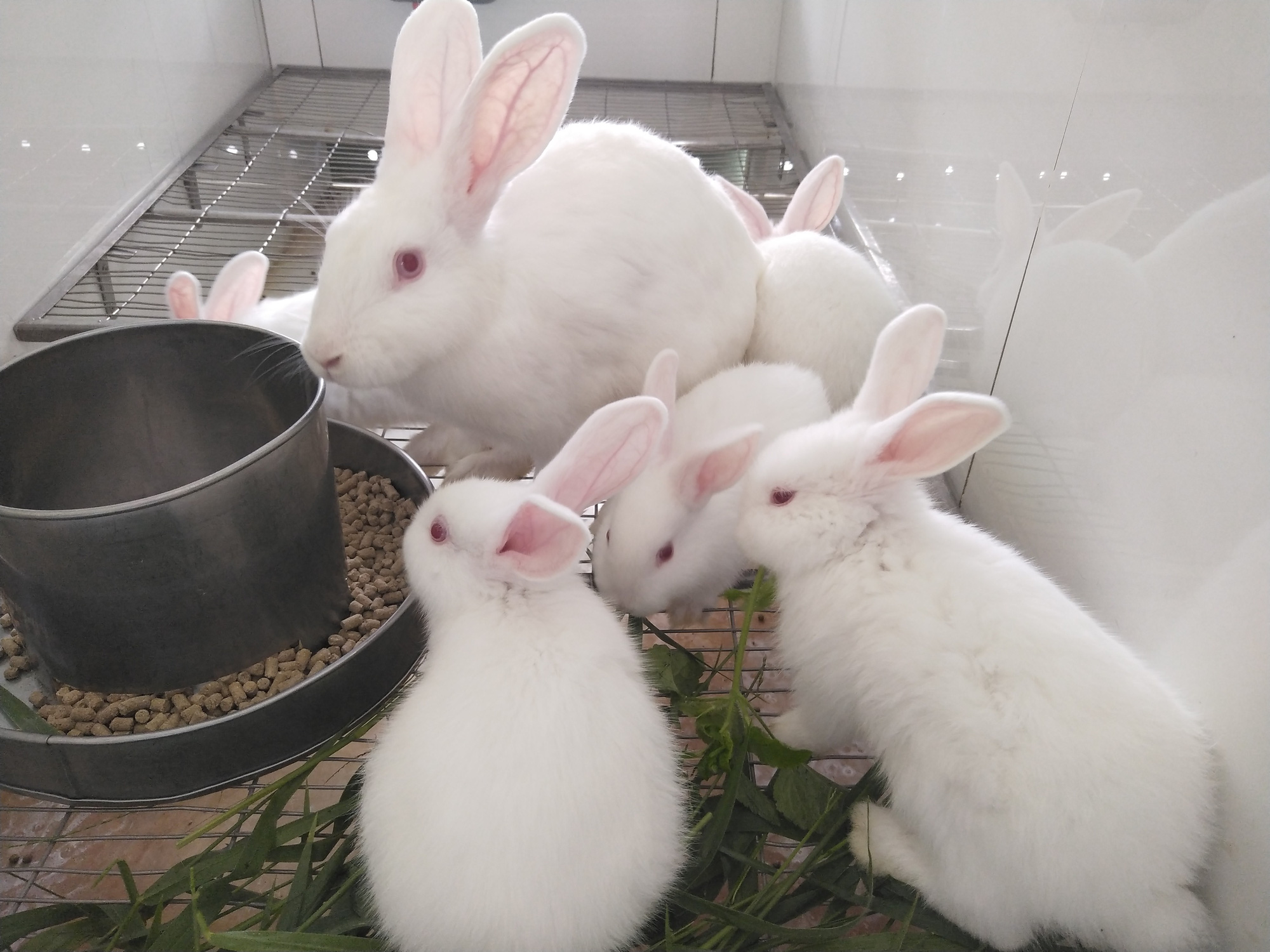 Easter Bunny Thỏ Trắng Phim Hoạt Hình  Thỏ phục sinh vật chất png tải về   Miễn phí trong suốt Rabits Và Thỏ Rừng png Tải về