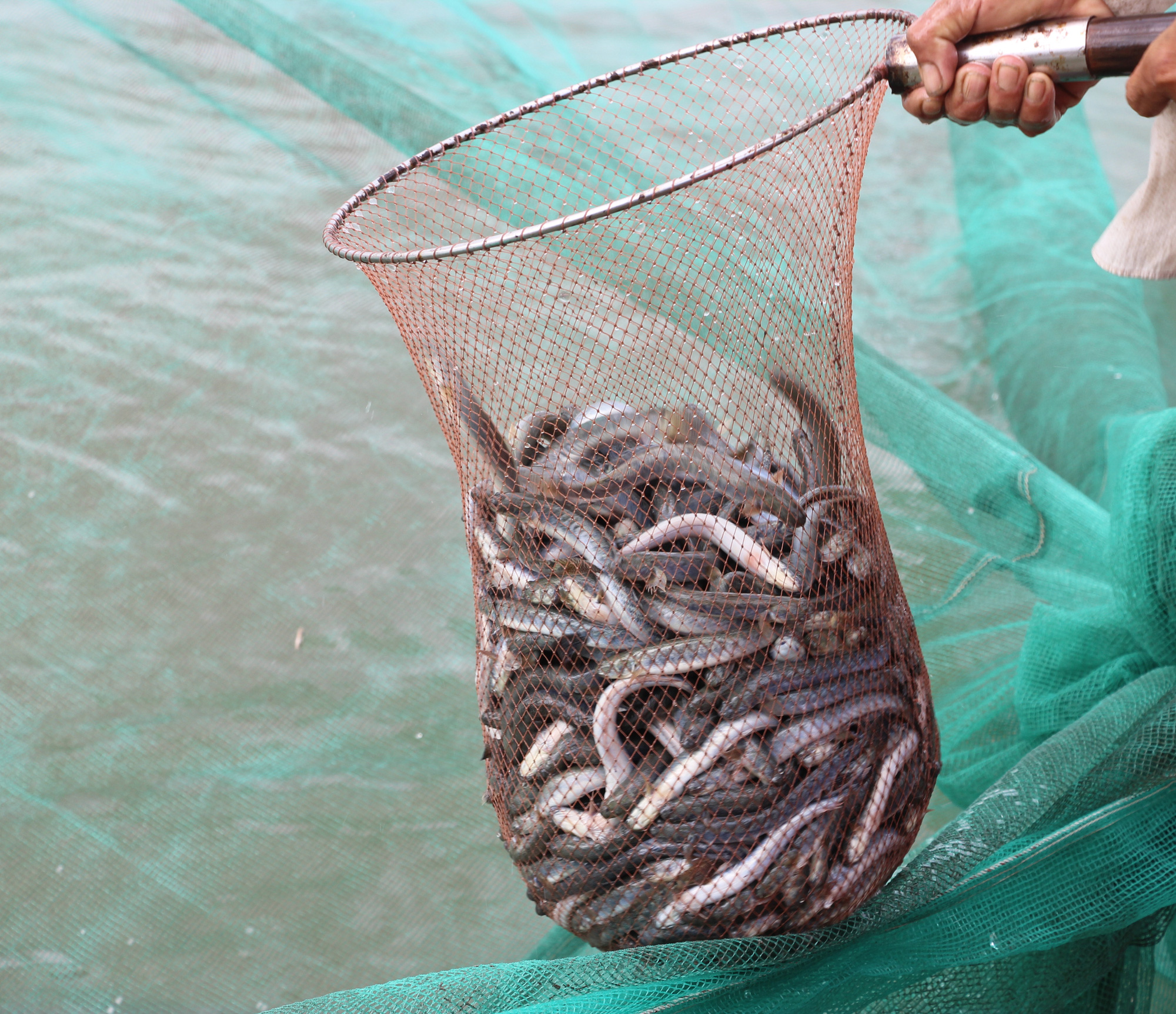 Mô hình nuôi cá kèo dưới chân ruộng muối  Farmvina Nông Nghiệp