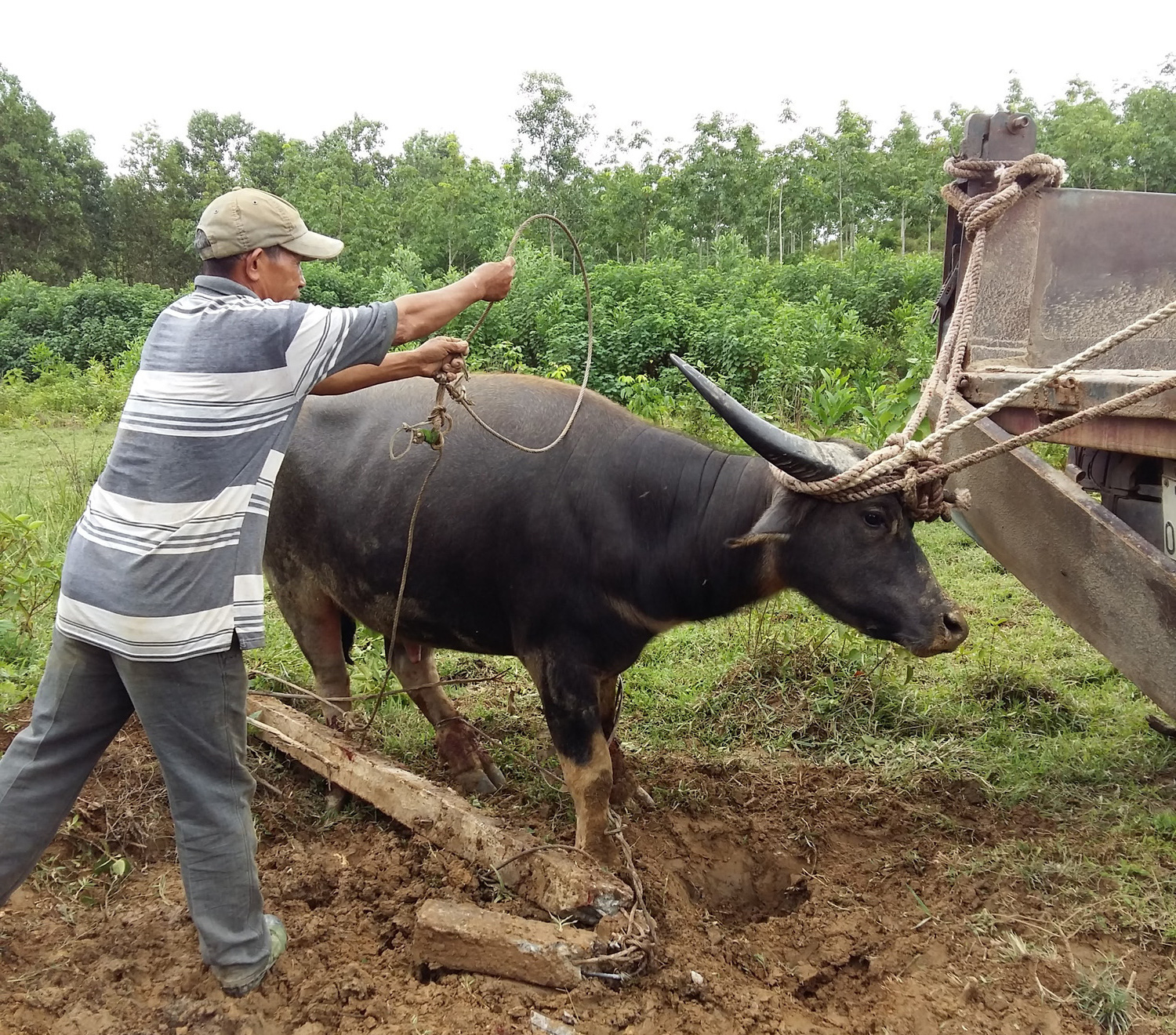 'Binh pháp' săn trâu hoang