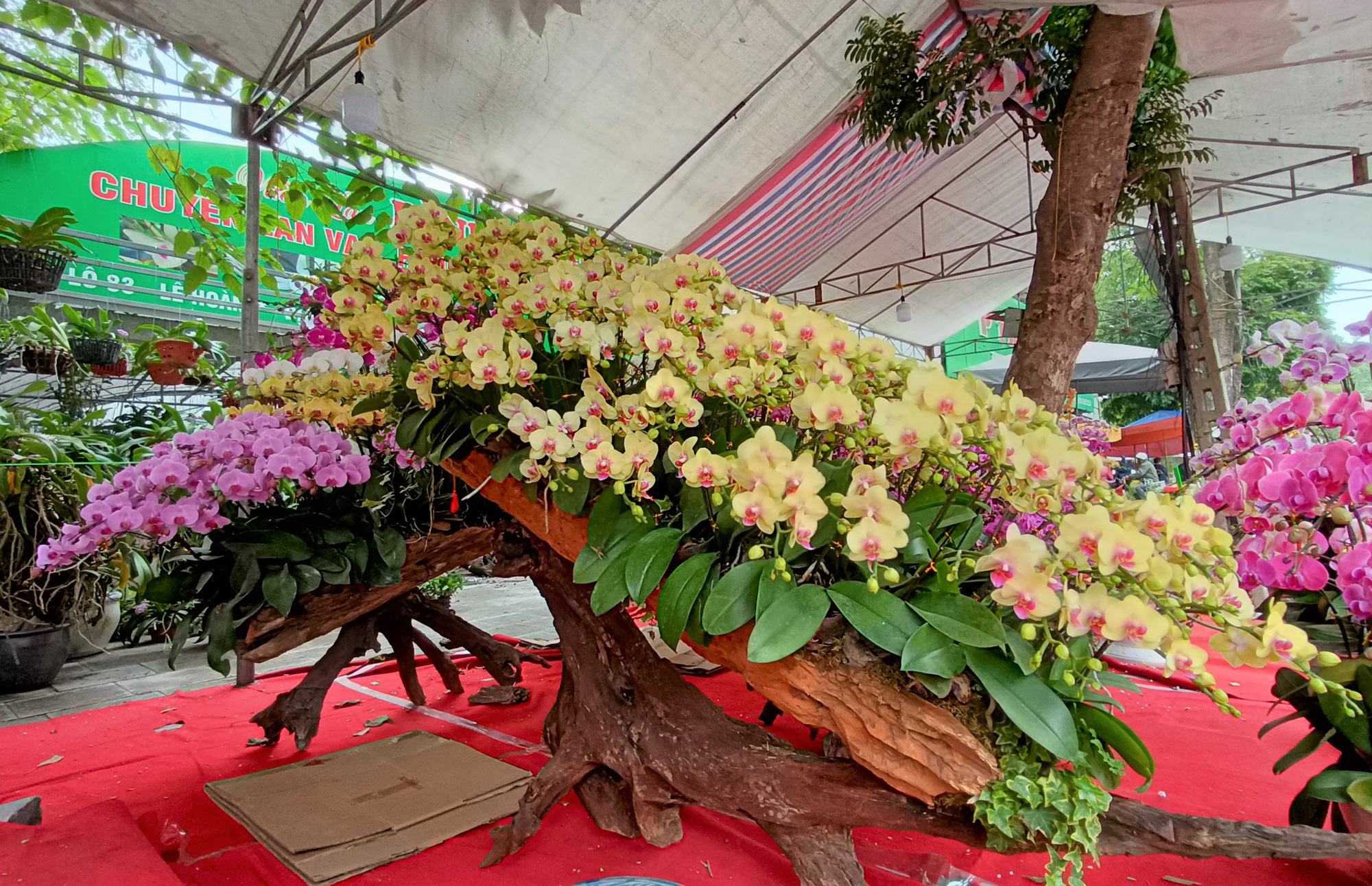 Những chậu hoa lan bằng gỗ lạ mắt ở chợ Tết - Báo Người lao động