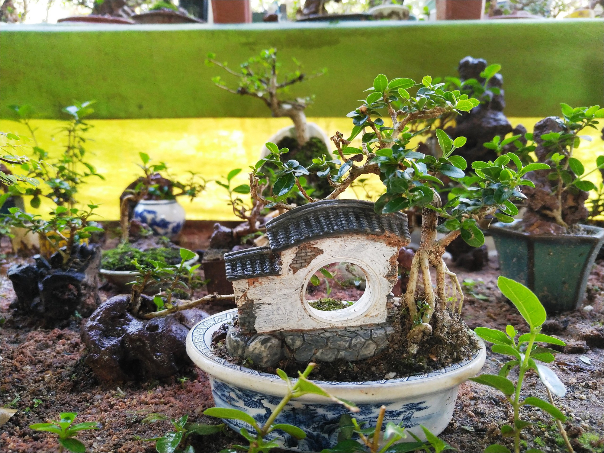 Chiêm ngưỡng bộ sưu tập kỷ lục thế giới 5.600 cây bonsai và tiểu cảnh mini - Ảnh 6.