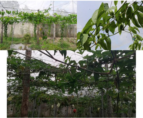 Thay thế giống cây gấc từ hạt bằng cấy mô - Ảnh 2. Thay thế giống cây gấc từ hạt bằng cấy mô - Ảnh 2.