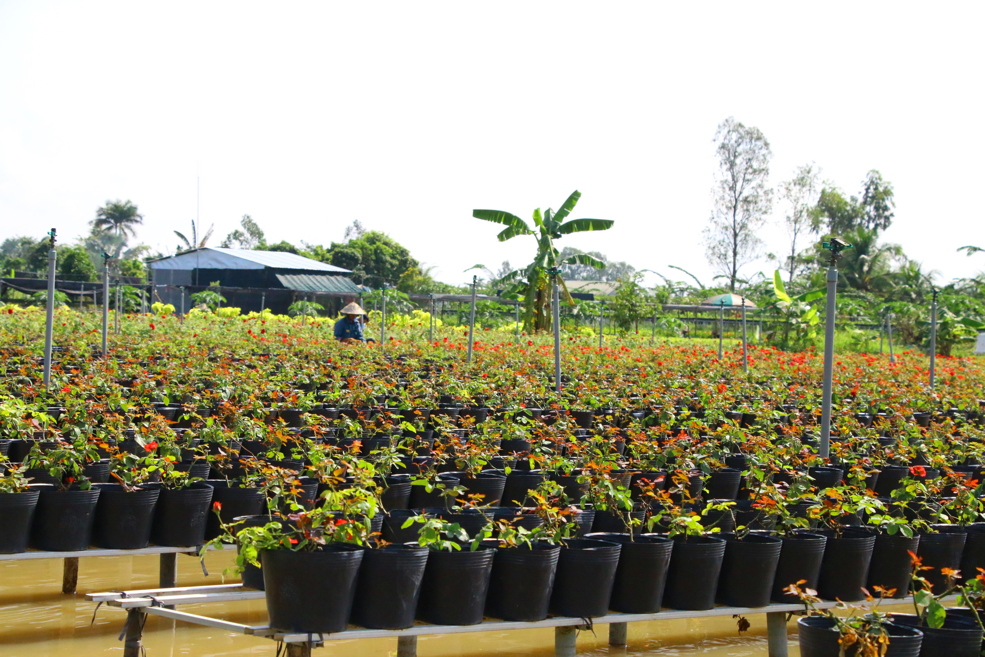 Phập phồng vụ hoa Tết - Ảnh 1. Phập phồng vụ hoa Tết - Ảnh 1.
