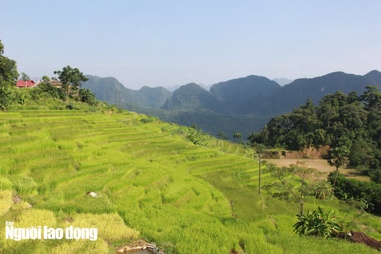 Vẻ đẹp mê mẩn mùa vàng ở Pù Luông - Sa Pa của xứ Thanh - Ảnh 12.