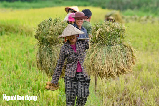 Vẻ đẹp mê mẩn mùa vàng ở Pù Luông - Sa Pa của xứ Thanh - Ảnh 15.