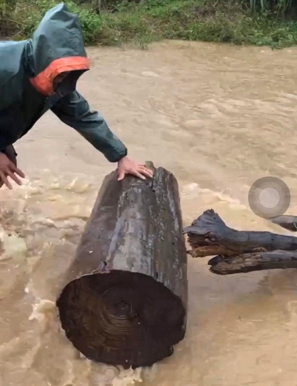 CLIP: Nước lũ cuồn cuộn đổ về, người dân Bình Định vẫn “liều mình” đi vớt gỗ - Ảnh 2.