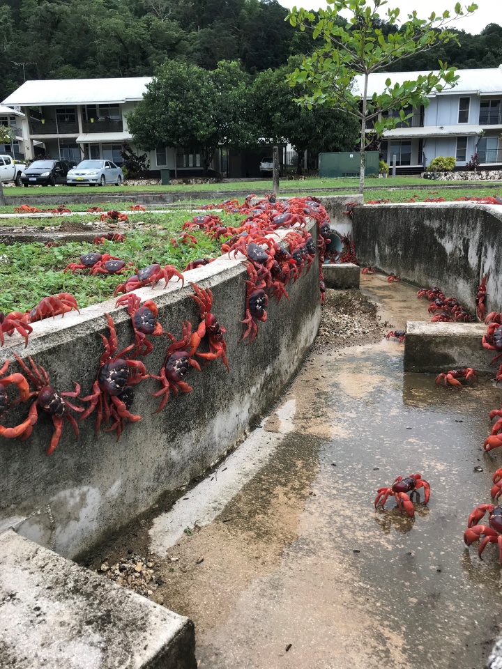 Hàng triệu con cua đỏ rầm rộ đổ bộ nước Úc - Ảnh 3. Hàng triệu con cua đỏ rầm rộ đổ bộ nước Úc - Ảnh 3.
