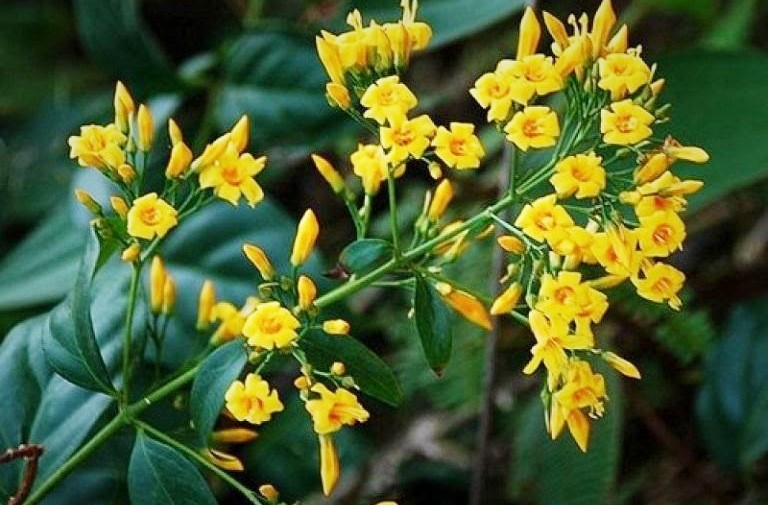 Quảng Nam: Sau cãi vã, 2 anh em ruột cùng ăn lá ngón tử vong - Ảnh 1. Quảng Nam: Sau cãi vã, 2 anh em ruột cùng ăn lá ngón tử vong - Ảnh 1.