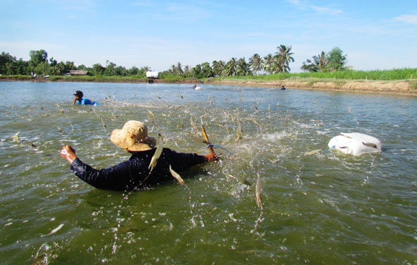 Ngành tôm ĐBSCL dần phục hồi - Ảnh 1.