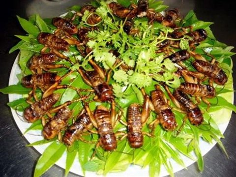 Ngộ độc do ăn côn trùng - Ảnh 1.