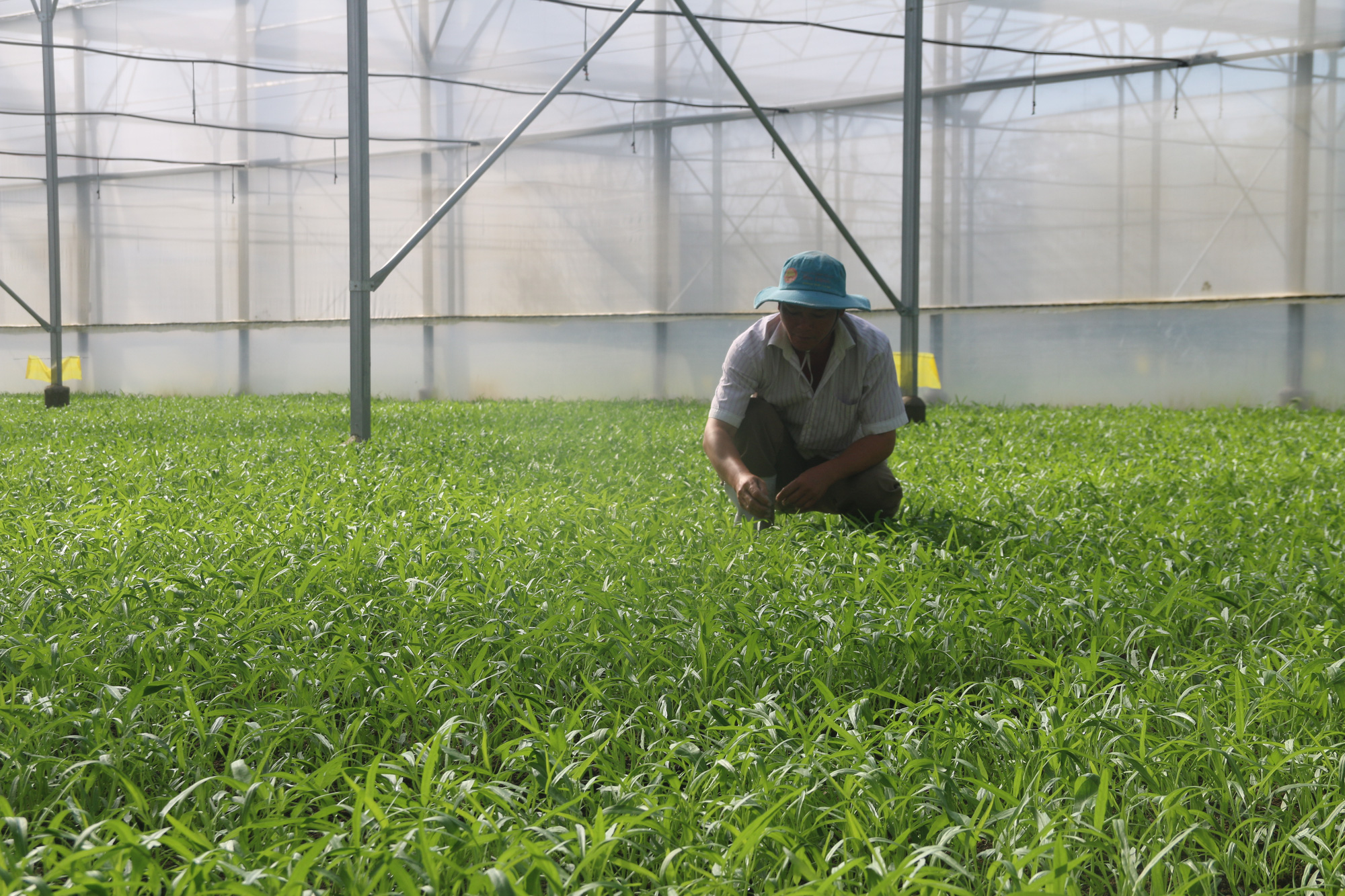 Khu nông nghiệp ứng dụng công nghệ cao Phú Yên Vươn tầm cao mới
